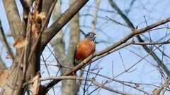 Turdus migratorius
