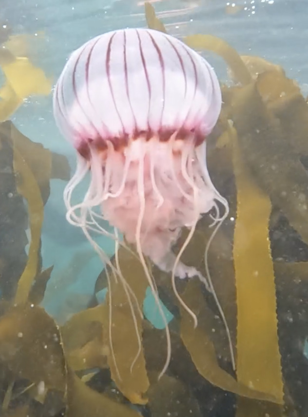 Chrysaora agulhensis Ras, Neethling, Engelbrecht, Morandini, Bayha, Skrypzeck & Gibbons, 2020