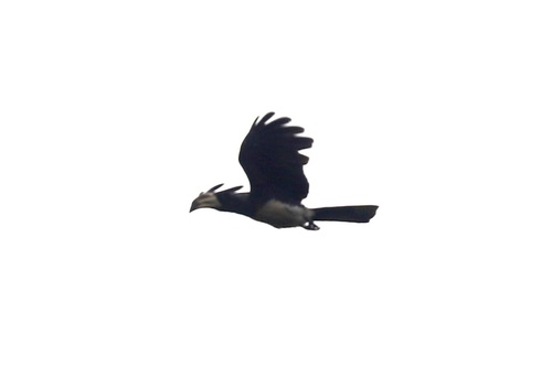 West African Pied Hornbill