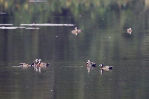 White-faced Whistling-Duck