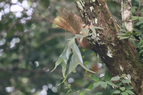 triangle staghorn fern
