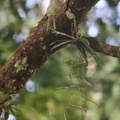 Aerangis biloba