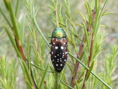 Diphucrania leucosticta