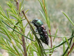 Diphucrania leucosticta