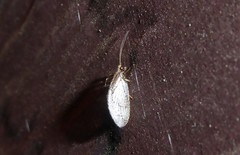 Wesmaelius subnebulosus