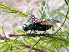 Diphucrania leucosticta