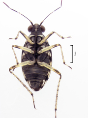 Aoteasalda maculipennis