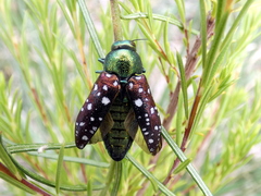 Diphucrania leucosticta