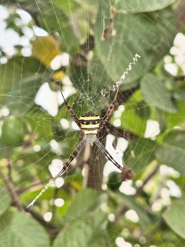 Garden cross spider