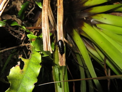 Maoriblatta