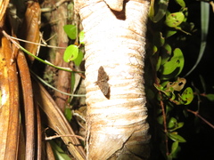 Isonomeutis amauropa