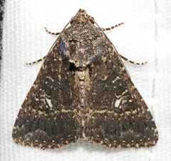 Condica albigera