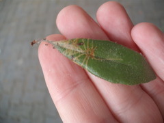 Philocryptica polypodii