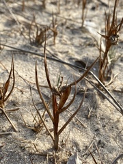 Cenchrus tribuloides