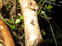 Isonomeutis amauropa