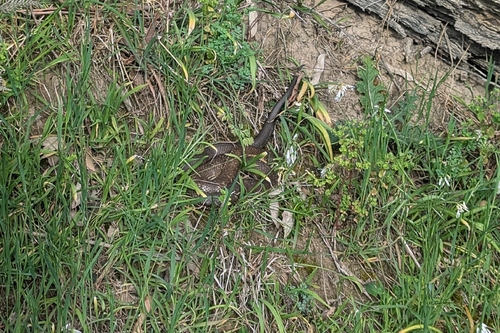 Tiger Snake sighting