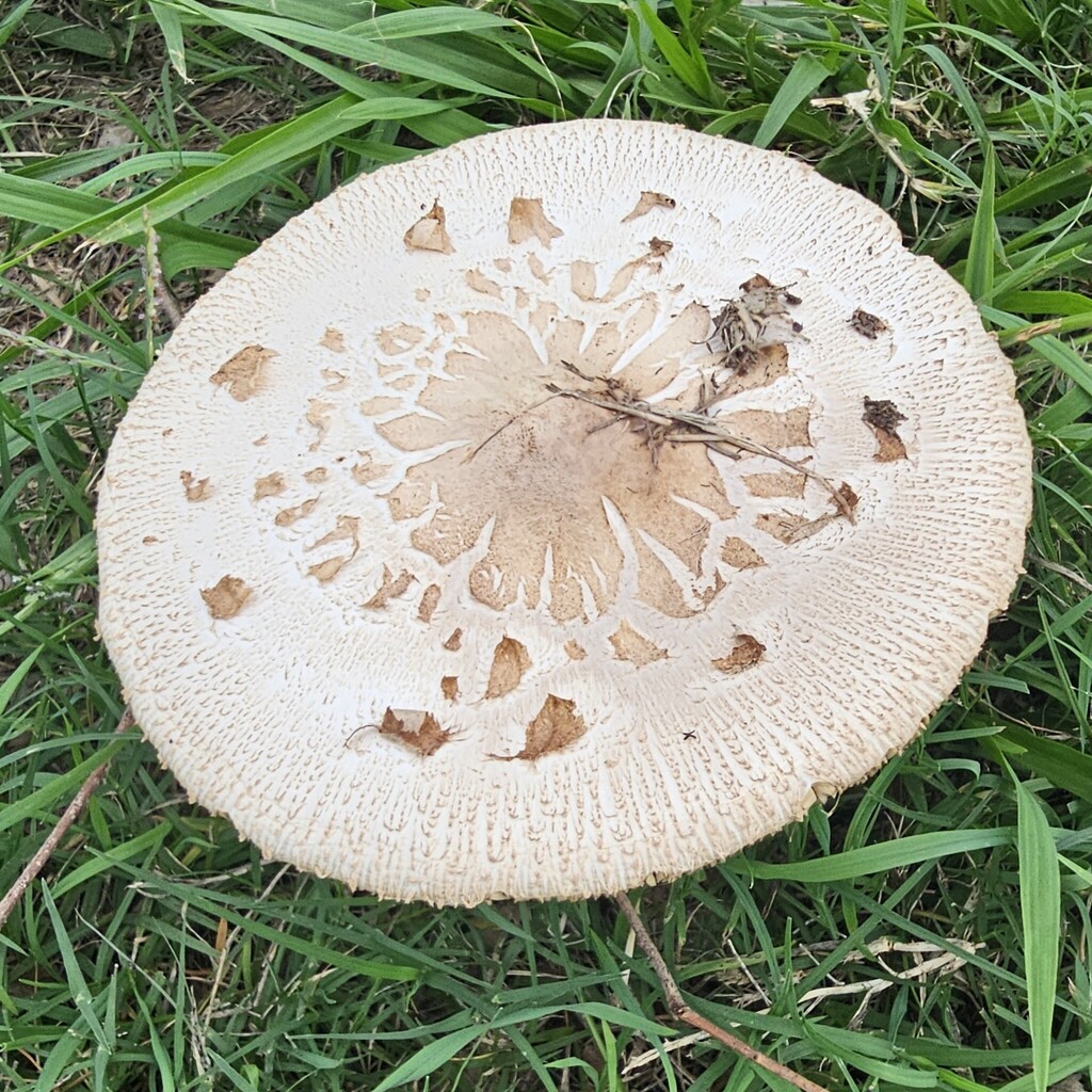 Chlorophyllum molybdites · March 2025 · photo: © natashataylor (iNaturalist, cc-by)