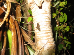 Isonomeutis amauropa