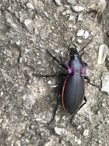 Violet ground beetle, Бобровицкая, Черниговская область, UA, photo 7 of 10