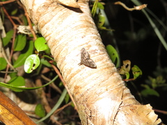 Isonomeutis amauropa