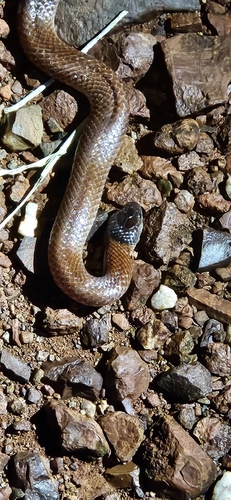 Pilbara Hooded Snake sighting