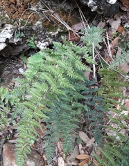 Myriopteris alabamensis