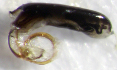 Aoteasalda maculipennis