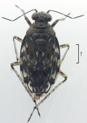 Aoteasalda maculipennis