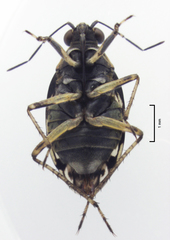 Aoteasalda maculipennis