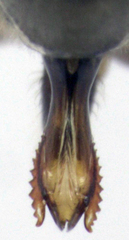 Aoteasalda maculipennis