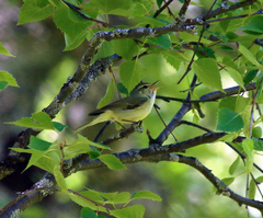 Phylloscopus nitidus