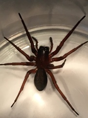Callobius severus