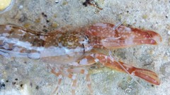 Alpheus novaezealandiae