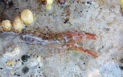 Alpheus novaezealandiae