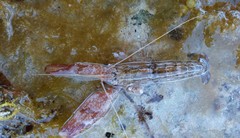 Alpheus novaezealandiae