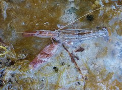 Alpheus novaezealandiae