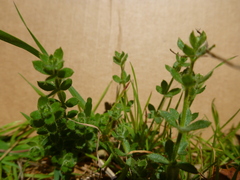 Galium californicum californicum