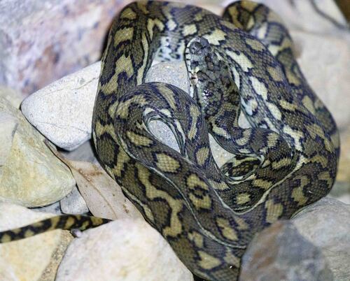 Coastal Carpet Python sighting
