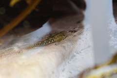 Bellapiscis lesleyae