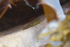 Bellapiscis lesleyae