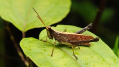 Maculiparia rotundata