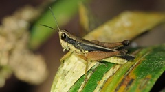 Orphulella concinnula