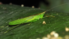 Melanophoxus brunneri