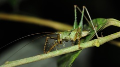Listroscelidinae