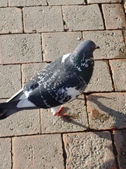 Columba livia domestica