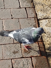 Columba livia domestica