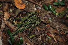 Dendrobium schoeninum, photograph (c) Greg Tasney, some rights reserved (CC BY-SA)