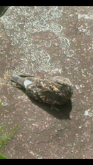 Chordeiles acutipennis