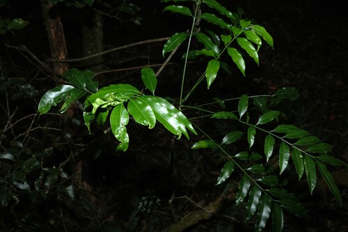 onion cedar (Owenia cepiodora)