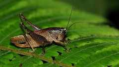 Hyperomerus ferreirai